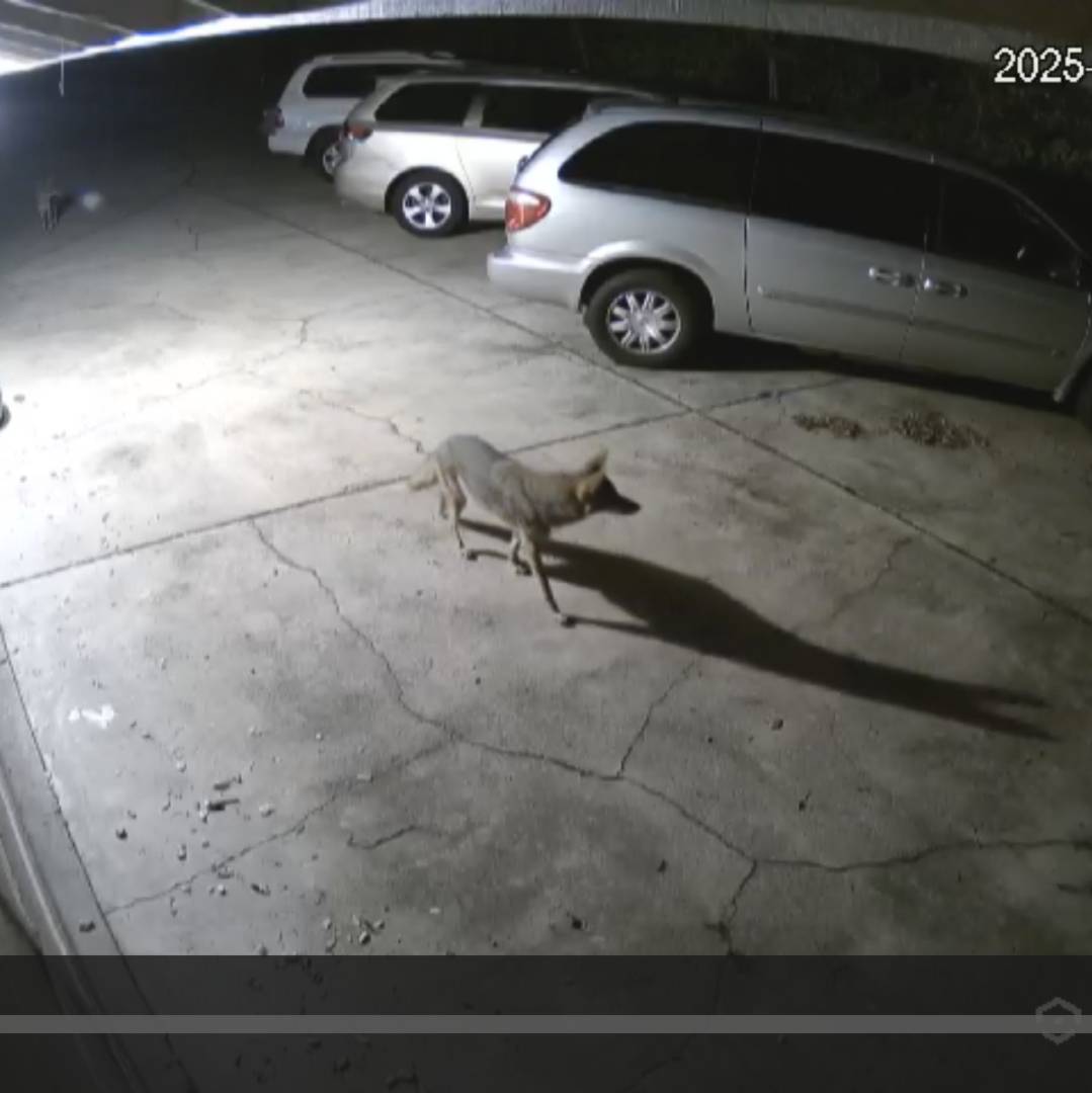coyote in driveway